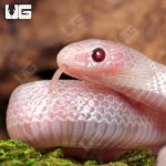 ug_Baby_Hypo_Pink_Pearl_Kingsnake_3.jpg