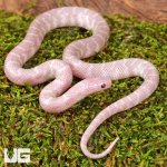ug_Baby_Hypo_Pink_Pearl_Kingsnake_2.jpg