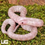 ug_Baby_Hypo_Pink_Pearl_Kingsnake_1.jpg