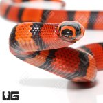 ug_Tang_DH_Albino_Hypo_Tangerine_Honduran_Milksnake_1.jpg