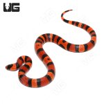 ug_Tang_DH_Albino_Hypo_Tangerine_Honduran_Milksnake_4.jpg