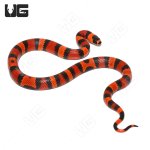 ug_Tang_DH_Albino_Hypo_Tangerine_Honduran_Milksnake_3.jpg