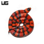 ug_Tang_DH_Albino_Hypo_Tangerine_Honduran_Milksnake_2.jpg