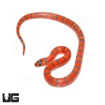 ug_Hypo_PH_Albino_Tangerine_Honduran_Milksnake_4.jpg