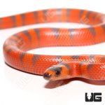 ug_Hypo_PH_Albino_Tangerine_Honduran_Milksnake_3.jpg