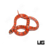 ug_Hypo_PH_Albino_Tangerine_Honduran_Milksnake_2.jpg