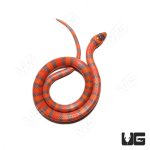 ug_Hypo_PH_Albino_Tangerine_Honduran_Milksnake_1.jpg