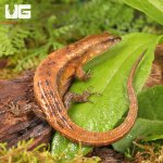 ug_Cochinchinese_Water_Skink_4.jpg
