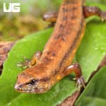 ug_Cochinchinese_Water_Skink_3.jpg