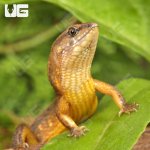 ug_Cochinchinese_Water_Skink_2.jpg