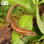 ug_Cochinchinese_Water_Skink_1.jpg