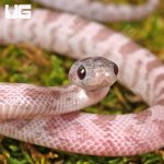 ug_Baby_Lava_Cinder_Cornsnake_4.jpg