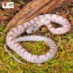 ug_Baby_Lava_Cinder_Cornsnake_3.jpg