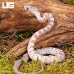 ug_Baby_Lava_Cinder_Cornsnake_2.jpg