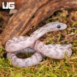ug_Baby_Lava_Cinder_Cornsnake_1.jpg