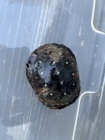 IMG_1756.jpeg