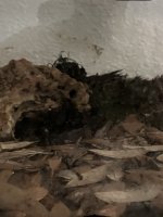 IMG_4312.jpeg IMG_4312.jpeg