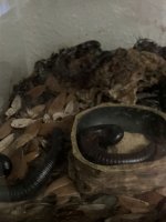 IMG_4329.jpeg IMG_4329.jpeg