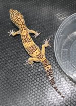 IMG_3539.JPG