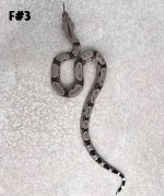 5-FEMALE(#3)hc.jpeg