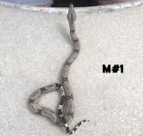11-MALE(#1)hc.jpeg