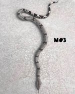 14-MALE(#3)hc.jpeg
