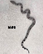 17-MALE(#8).jpeg