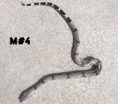18-MALE(#4)hc.jpeg