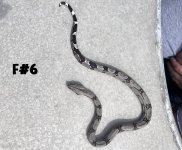 19-FEMALE(#6)hc.jpeg