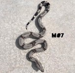 23-MALE(#7)hc.jpeg