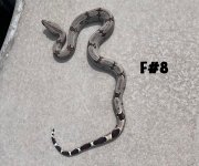 24-FEMALE(#8)hc.jpeg