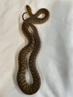 IMG_2076.jpeg