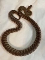 IMG_2073.jpeg