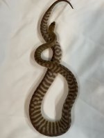 IMG_2074.jpeg