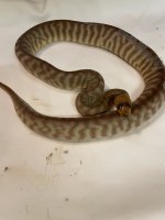 IMG_2307.jpeg