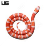 ug_Albino_Tangerine_Hondruan_Milksnake_2.jpg