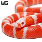 ug_Albino_Tangerine_Hondruan_Milksnake_3.jpg