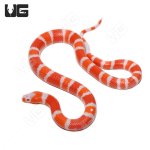 ug_Albino_Tangerine_Hondruan_Milksnake_4.jpg