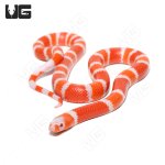ug_Albino_Tangerine_Hondruan_Milksnake_1.jpg