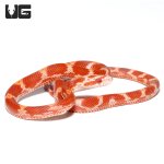 ug_albino_blood_red_cornsnake_4.jpg