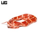 ug_albino_blood_red_cornsnake_3.jpg