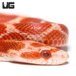 ug_albino_blood_red_cornsnake_2.jpg