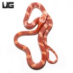 ug_albino_blood_red_cornsnake_1.jpg
