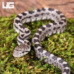 ug_Baby_Het_Moonshine_Ratsnake_4.jpg