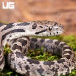 ug_Baby_Het_Moonshine_Ratsnake_3.jpg
