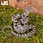 ug_Baby_Het_Moonshine_Ratsnake_2.jpg