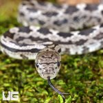 ug_Baby_Het_Moonshine_Ratsnake_1.jpg