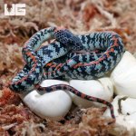 ug_CB_Baby_Checke_Bellied_Snake_1.jpg