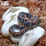 ug_CB_Baby_Checke_Bellied_Snake_4.jpg