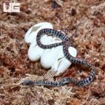 ug_CB_Baby_Checke_Bellied_Snake_2.jpg